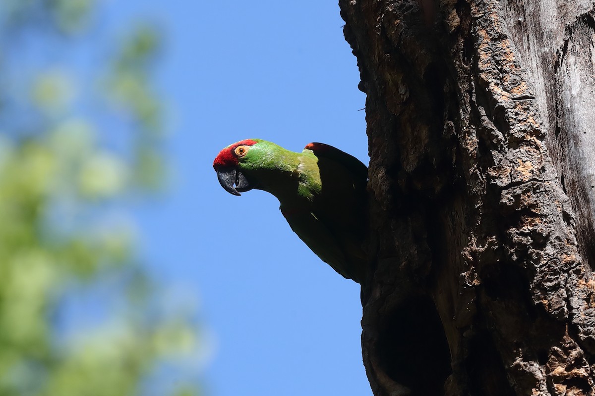 Thick-billed Parrot - ML639979481