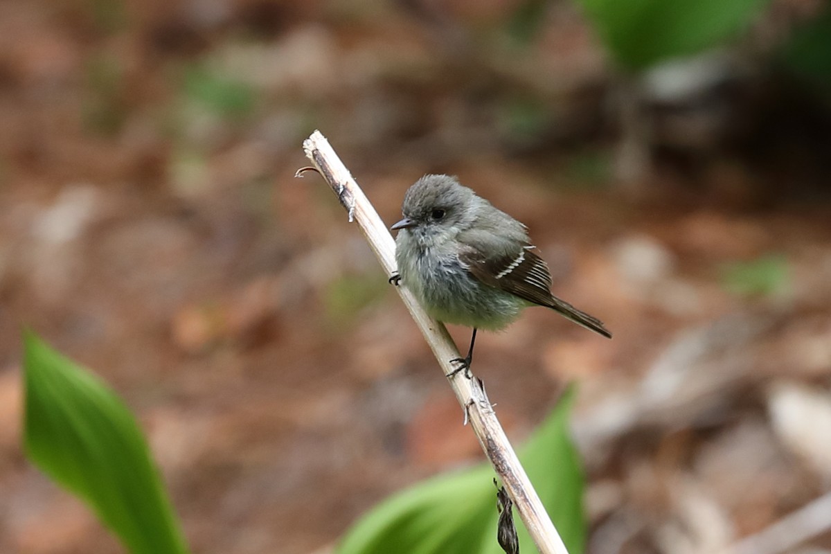 Hammond's Flycatcher - ML639979482