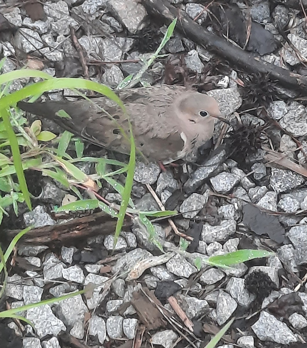 sørgedue - ML639979492