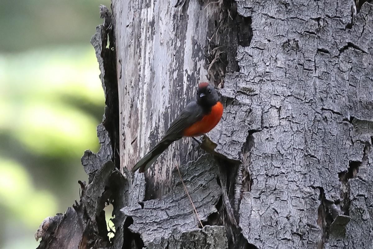 Slate-throated Redstart - ML639979509