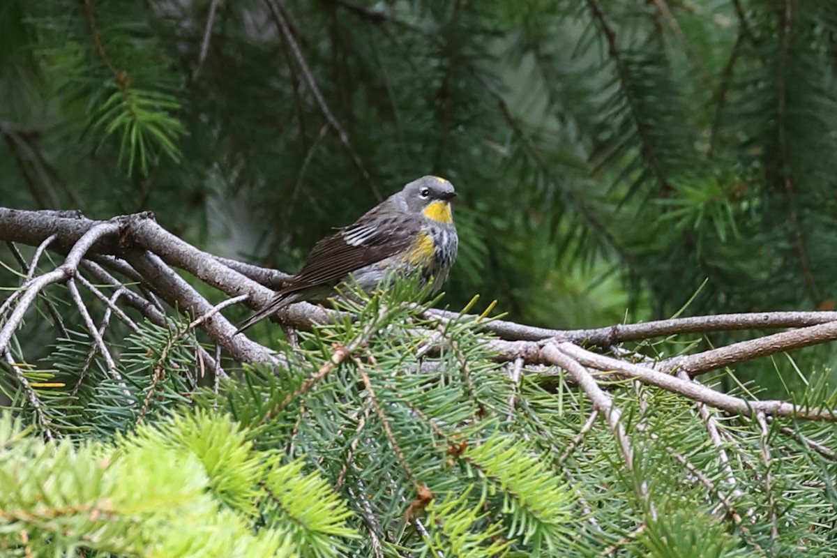 Yellow-rumped Warbler - ML639979515