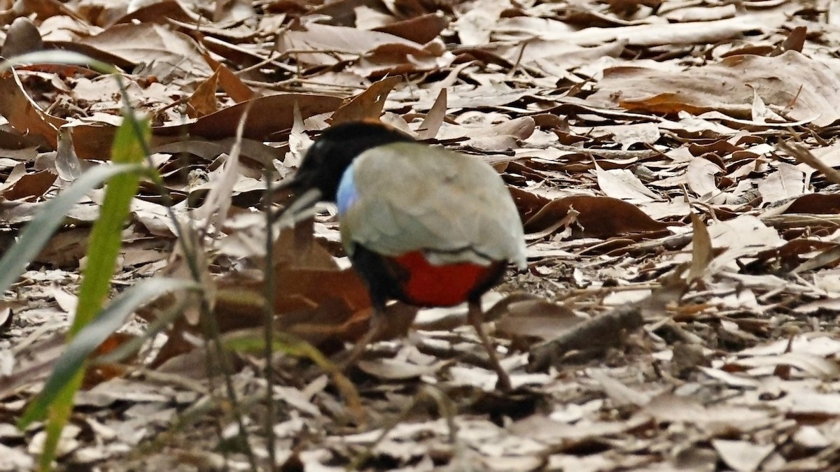ムナグロヤイロチョウ - ML639979535