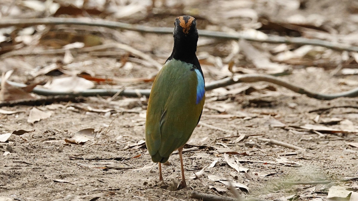 ムナグロヤイロチョウ - ML639979537