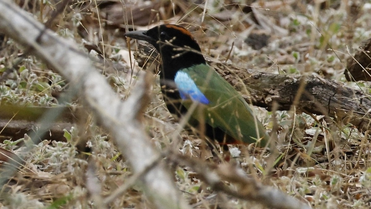 ムナグロヤイロチョウ - ML639979539