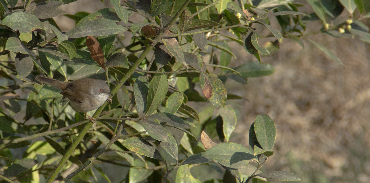 Sardinian Warbler - ML639979562