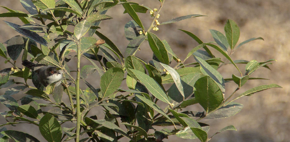 Sardinian Warbler - ML639979565