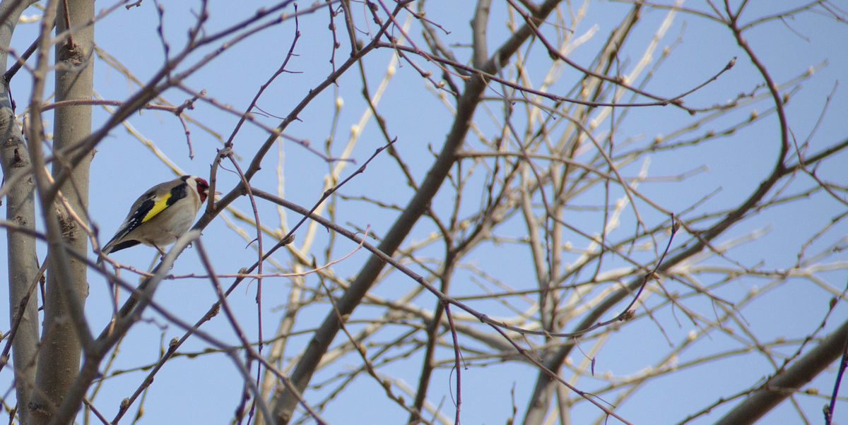European Goldfinch - ML639979566