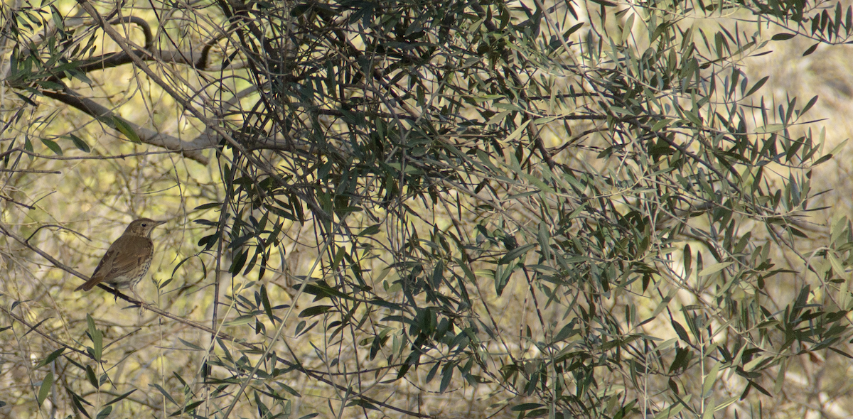 Song Thrush - ML639979567