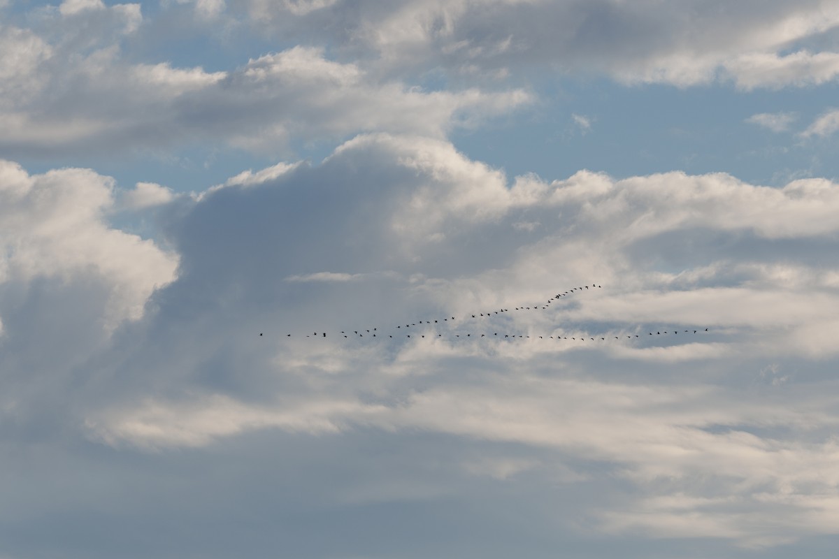 Oie cendrée - ML639979580