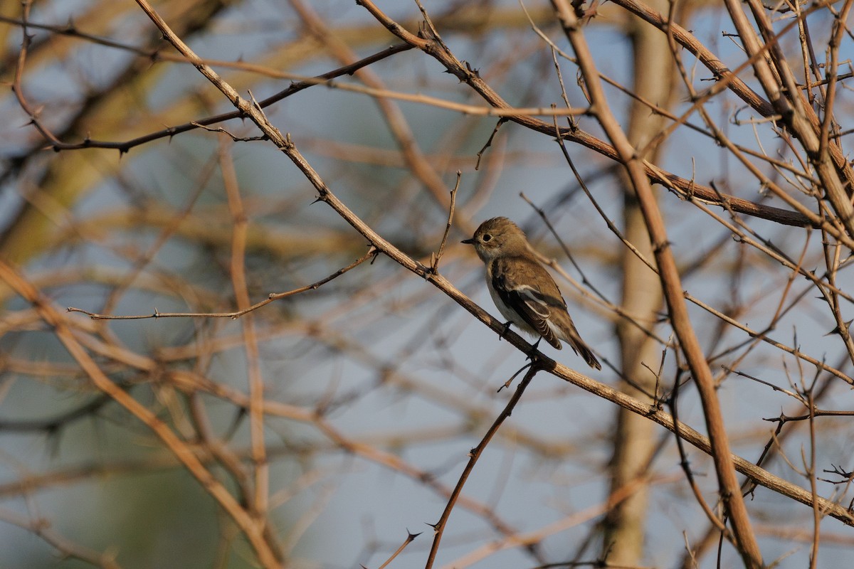 Gobemouche noir - ML639979593