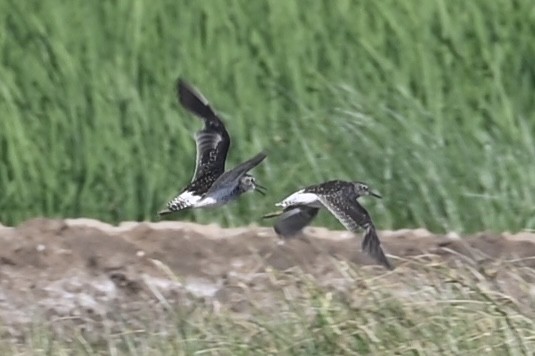 Green Sandpiper - ML639979594