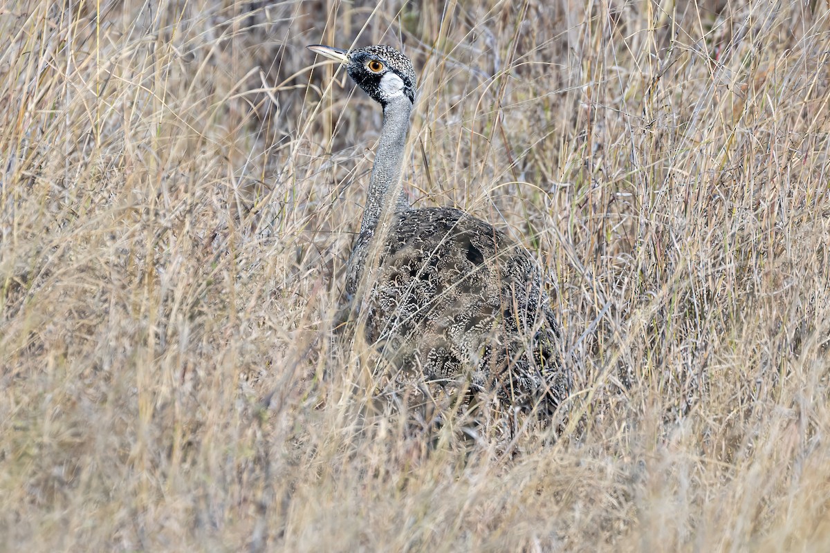 Hartlaub's Bustard - ML639979741