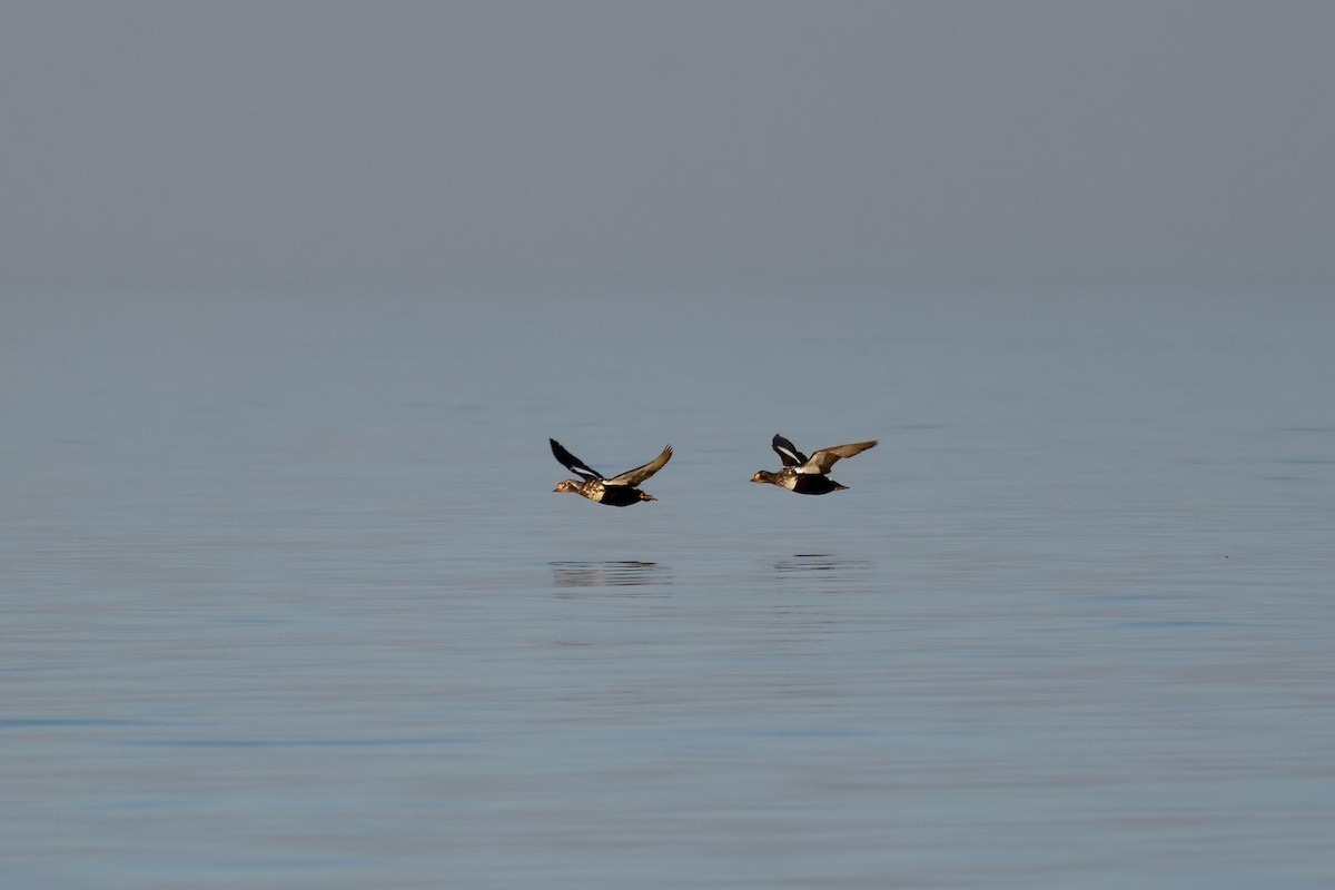 King Eider - ML639979754
