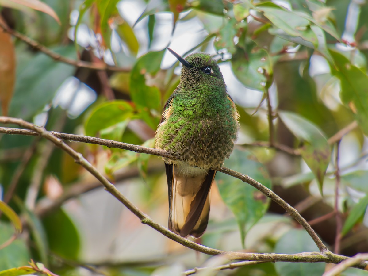 Colibri flavescent - ML639979790