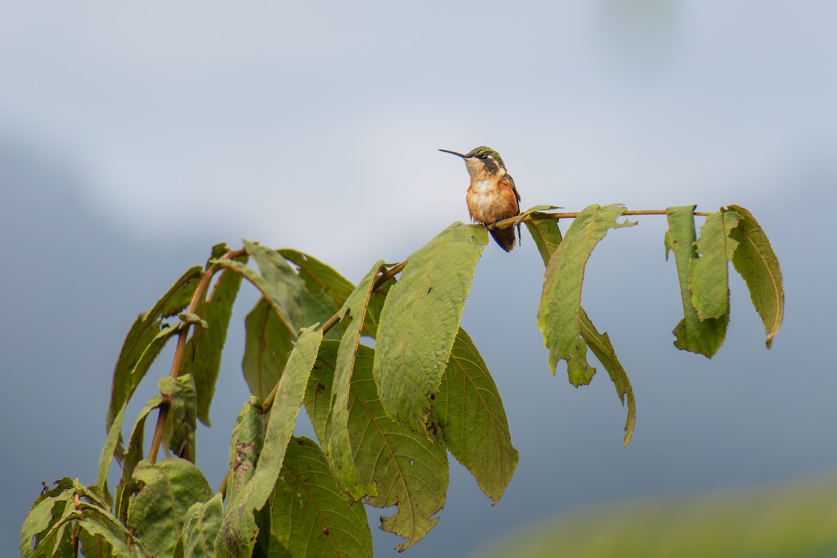 Colibri de Mulsant - ML639979812