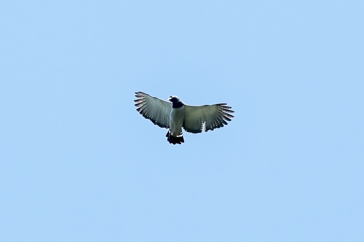 Barred Hawk - ML639979852