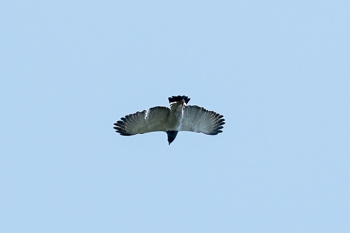 Barred Hawk - ML639979853