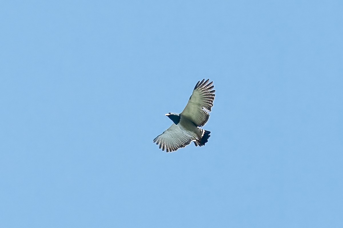 Barred Hawk - ML639979854