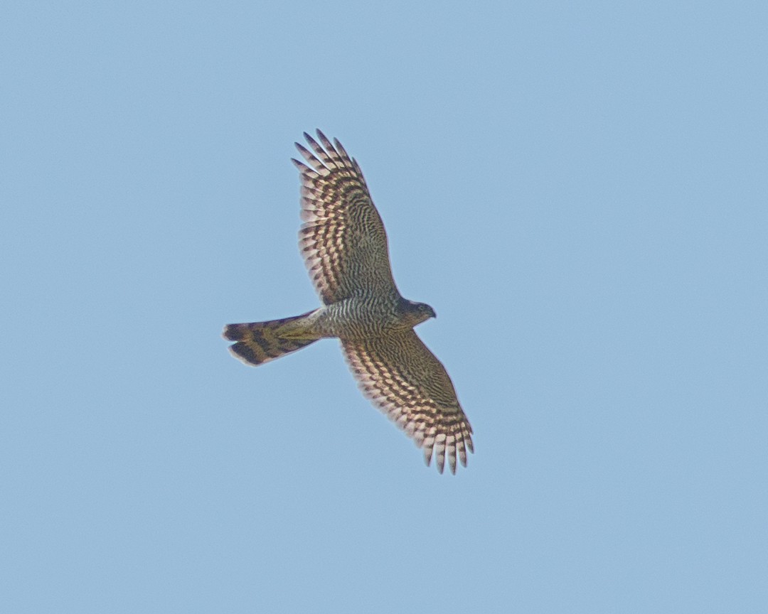 Eurasian Sparrowhawk - ML639979908
