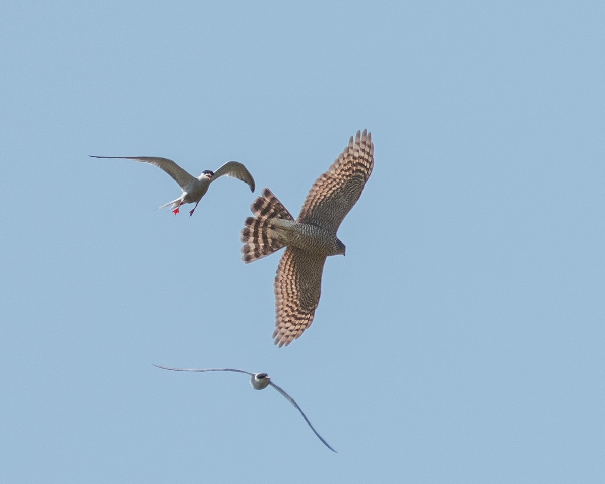 Eurasian Sparrowhawk - ML639979909