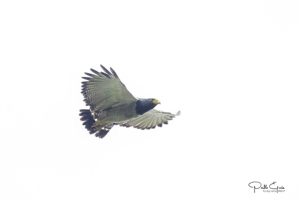 Barred Hawk - ML639979956