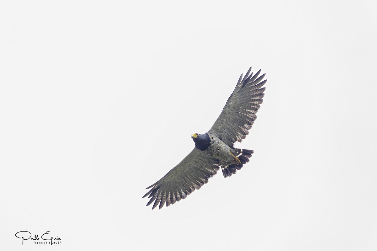 Barred Hawk - ML639979957