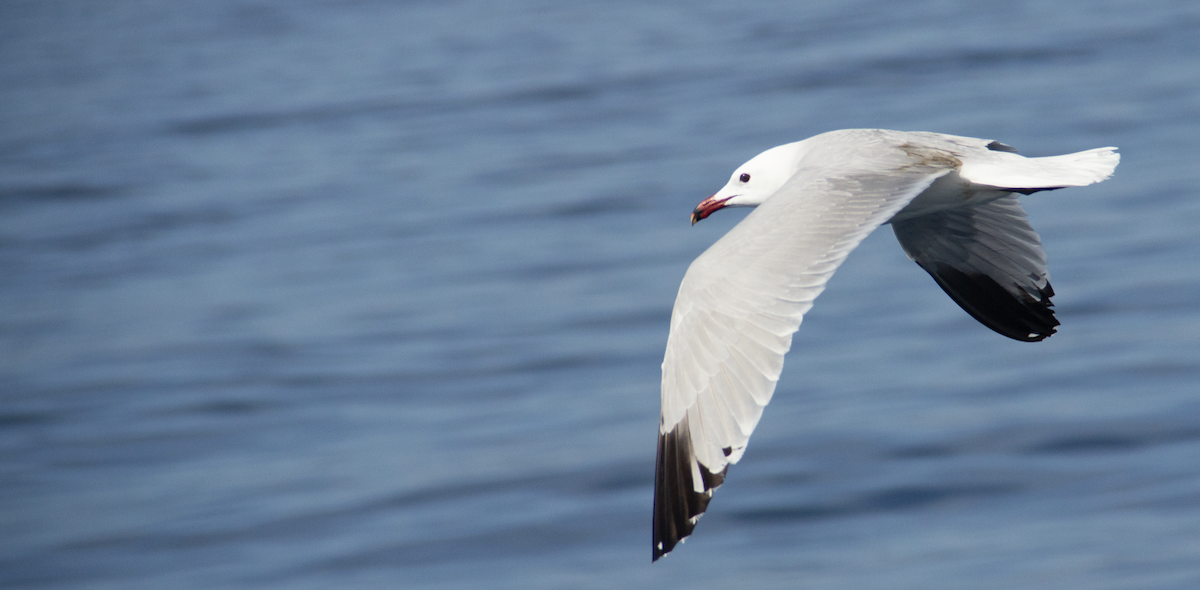 Audouin's Gull - ML639979987