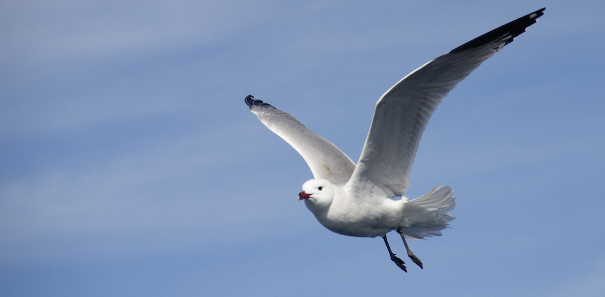 Audouin's Gull - ML639979990