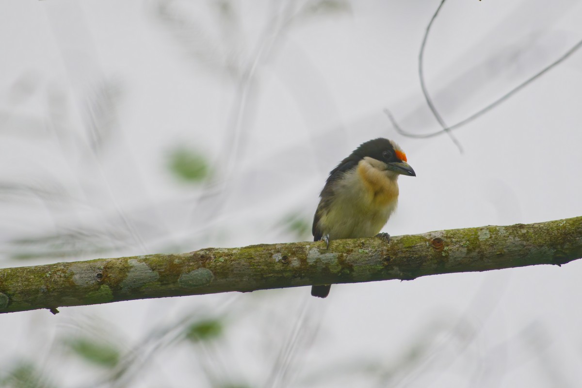 Orange-fronted Barbet - ML639980099