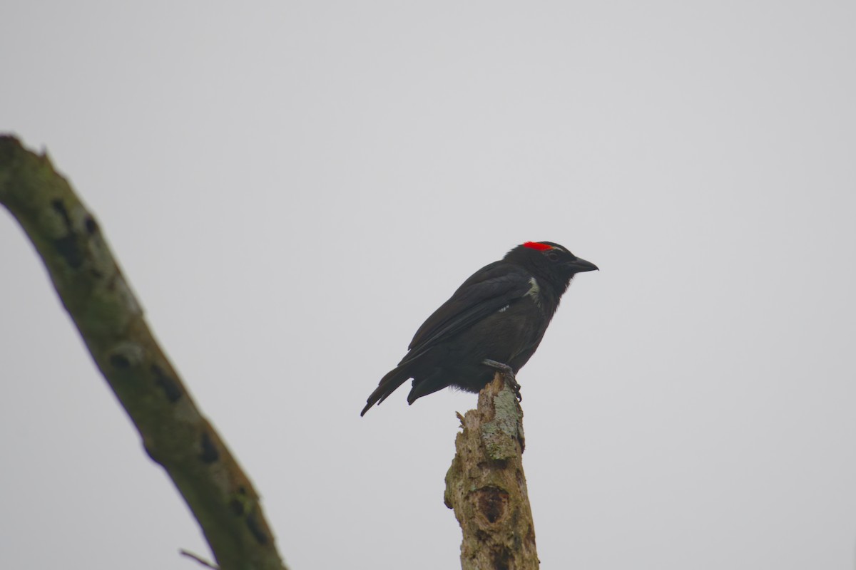 Scarlet-browed Tanager - ML639980112