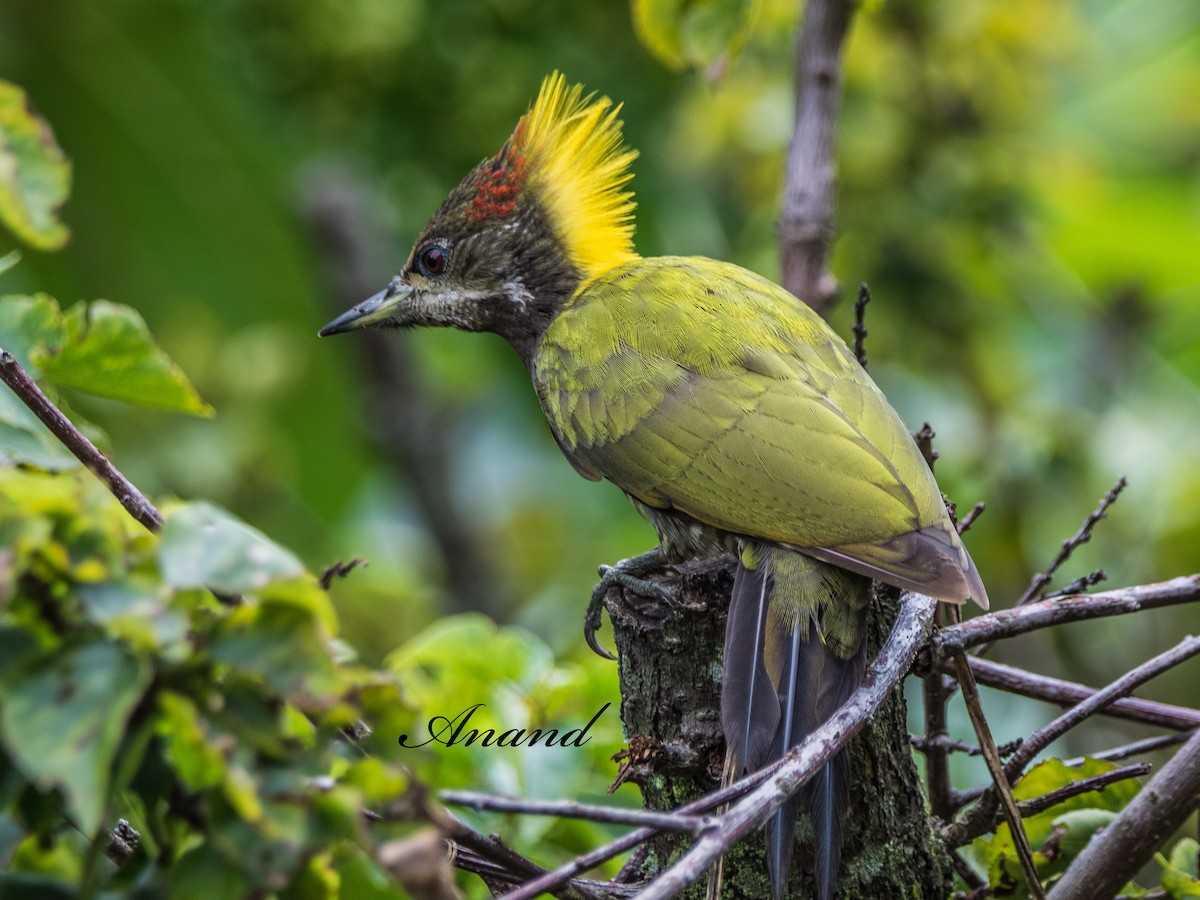Lesser Yellownape - ML639980132