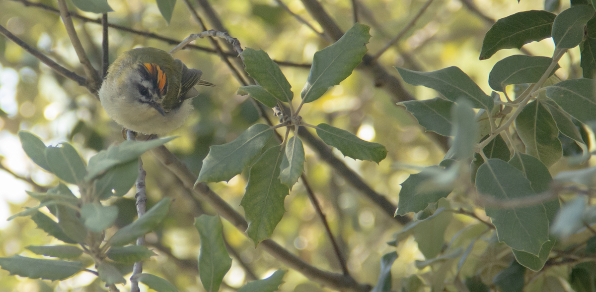Common Firecrest - ML639980160