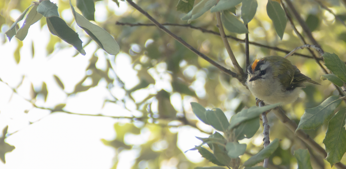 Common Firecrest - ML639980161