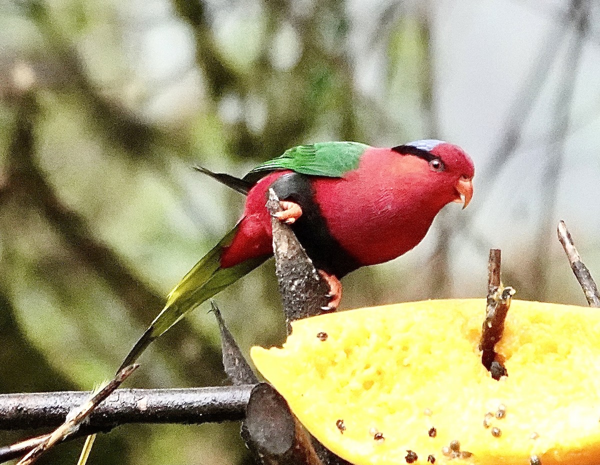 Stella's Lorikeet - ML639980162