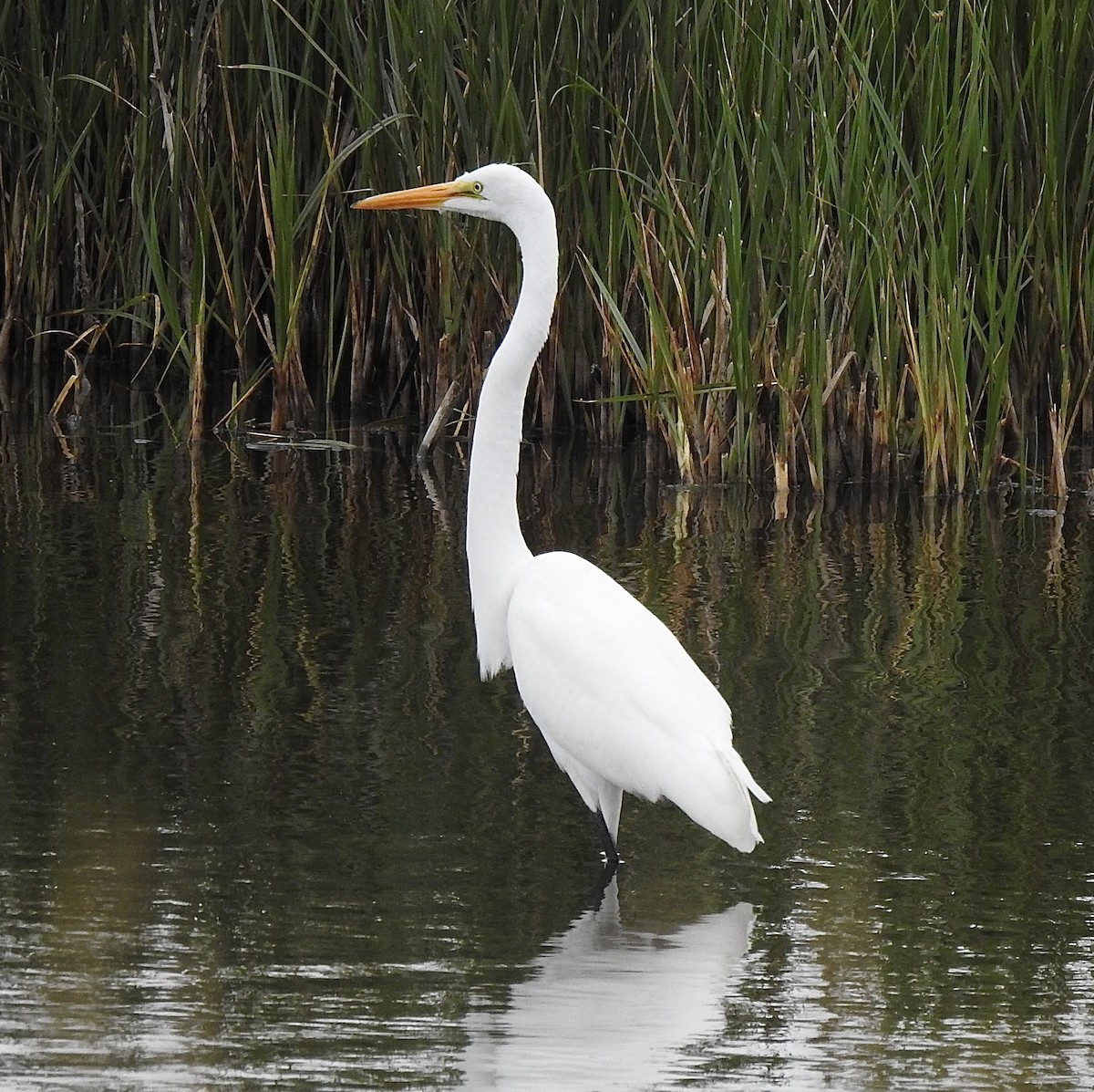 Цасч дэглий - ML639980255