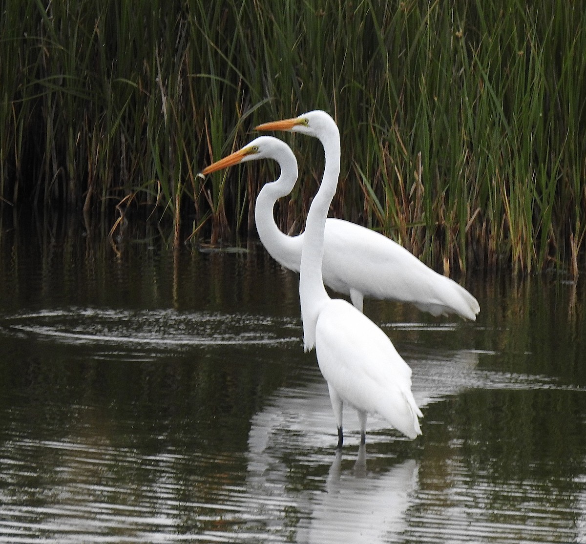 Цасч дэглий - ML639980256