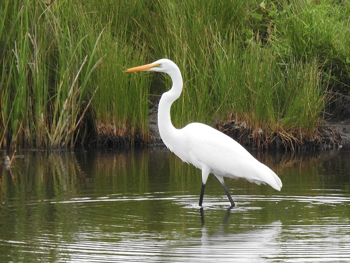 Цасч дэглий - ML639980257