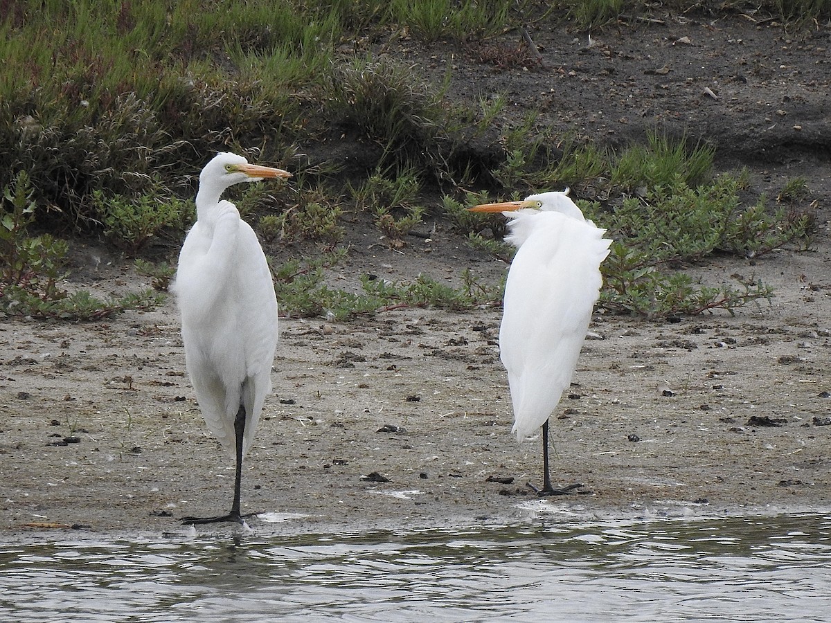 Цасч дэглий - ML639980258