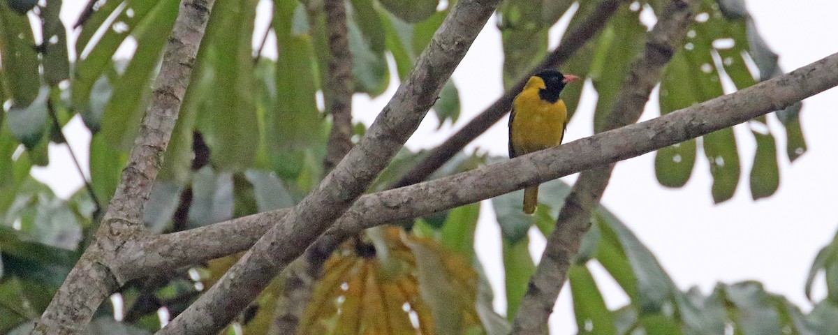 Black-winged Oriole - ML639980404