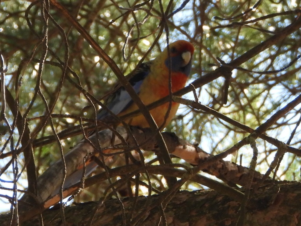 Perruche de Pennant (adelaidae/subadelaidae) - ML639980533