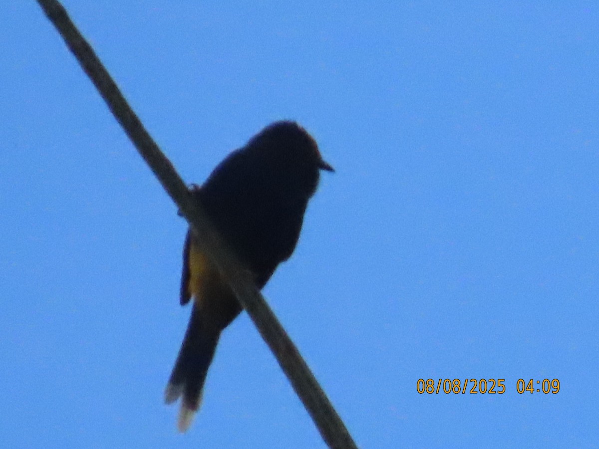 Fiery-browed Myna - ML639980568