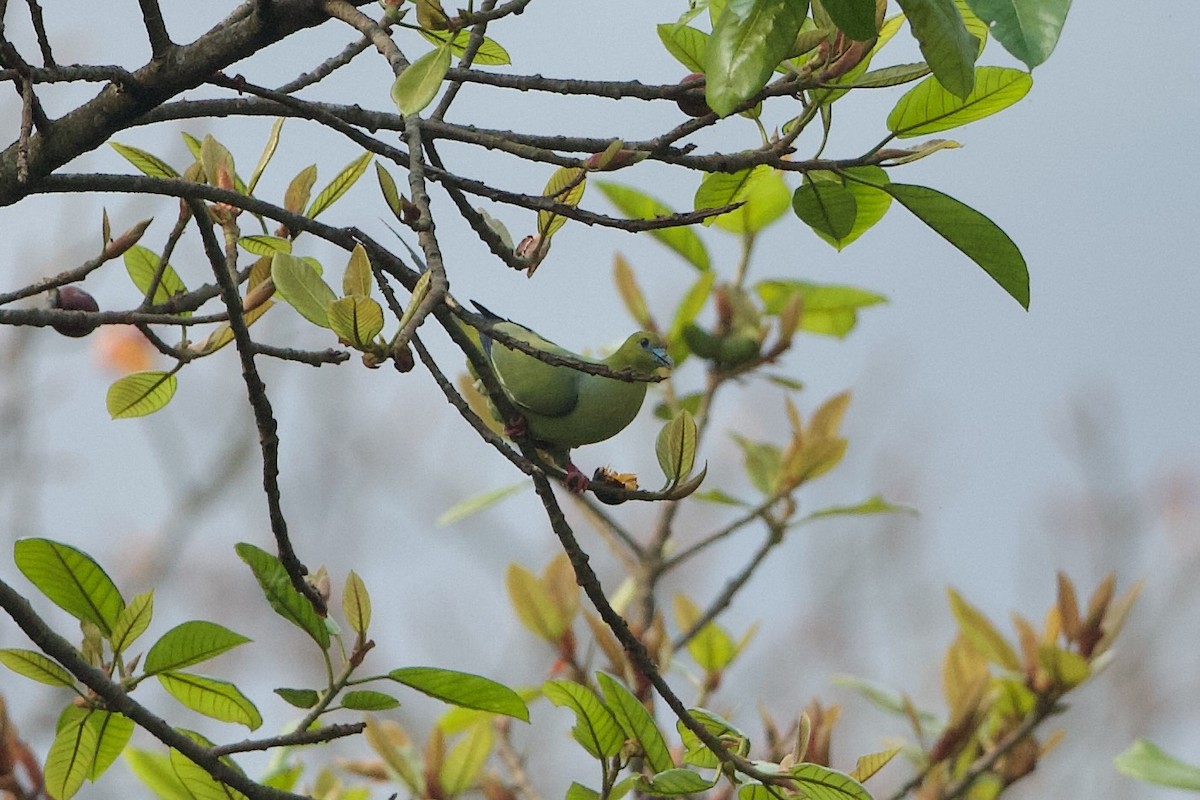 Pin-tailed Green-Pigeon - ML639980608