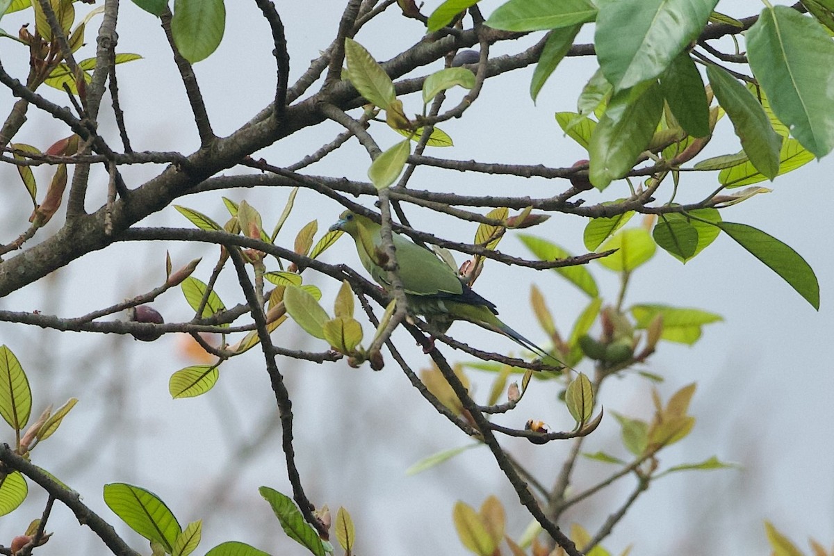 Pin-tailed Green-Pigeon - ML639980609