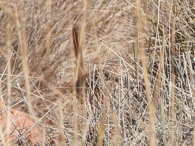 Short-tailed Grasswren - ML639980630