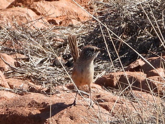 Short-tailed Grasswren - ML639980631