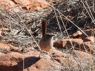 Short-tailed Grasswren - ML639980632