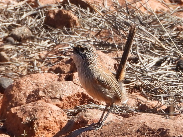 Short-tailed Grasswren - ML639980633