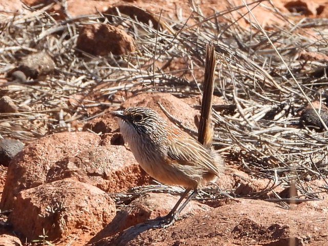 Short-tailed Grasswren - ML639980634