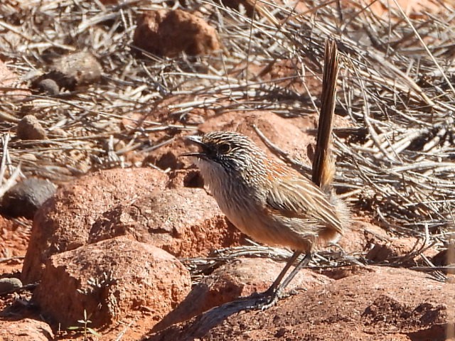 Short-tailed Grasswren - ML639980635