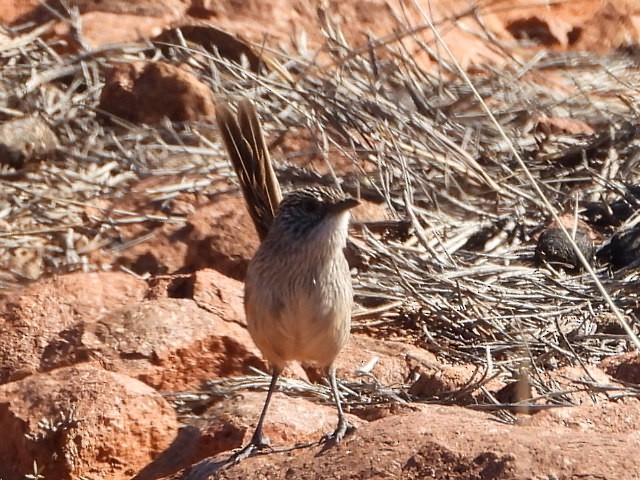 Short-tailed Grasswren - ML639980636